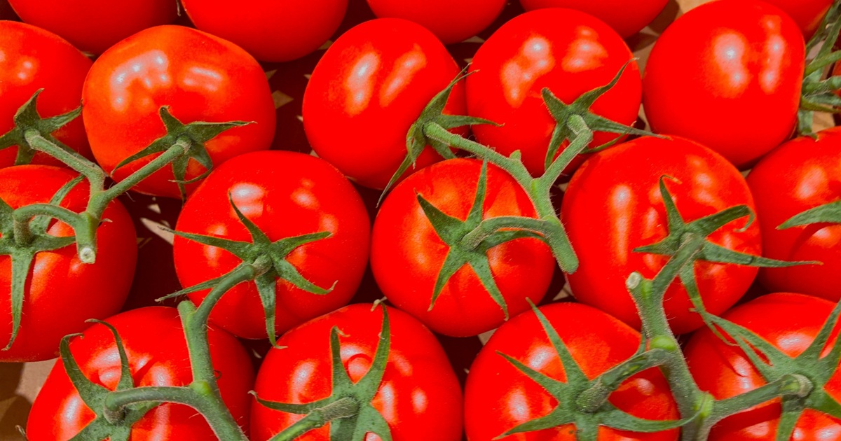 ミニトマトが沢山並んだ画像